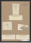 Stictodiscus hardmannianus Grev. (de-Toni-Nr.: Genus 205, Species 5224) Zeichnungen Sammlung Grunow Nr. 9013 (NHMW-BOT-W0378723)